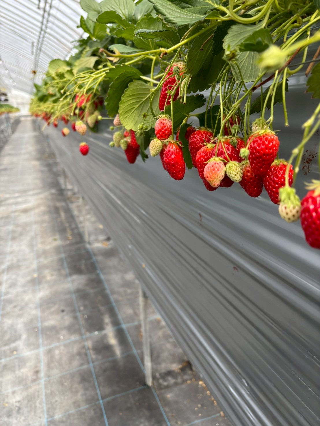 イチゴ狩りに行ってきました🍓
